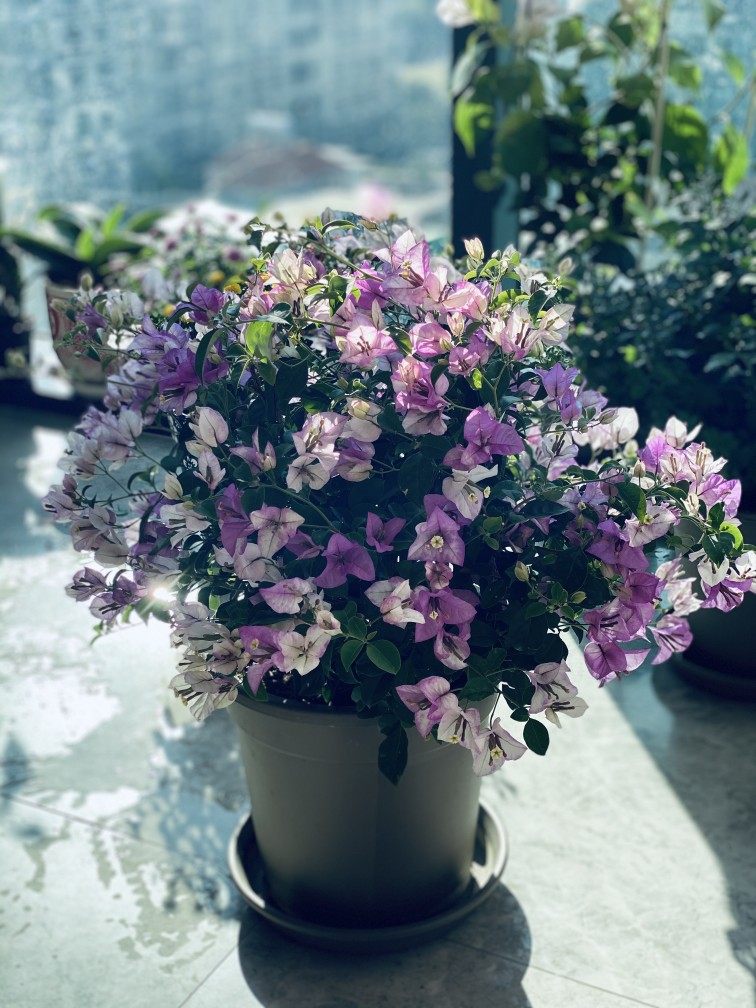 三角梅雪紫盆栽勤花超好看阳台露台户外花卉花量大花期长美化环境