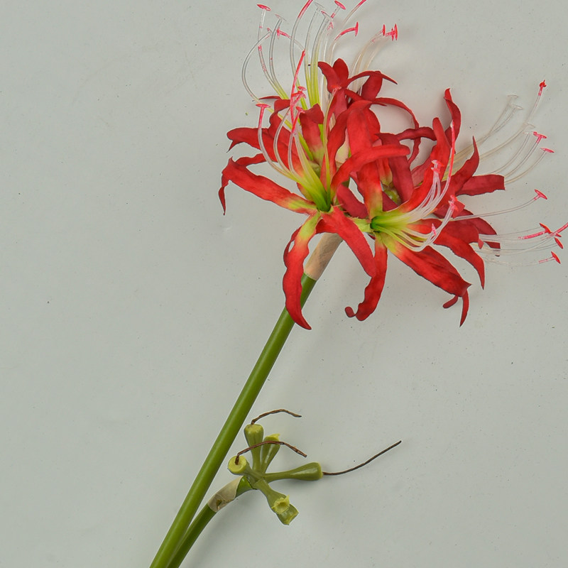 春のコレクション 専用 無農薬 曼珠沙華 彼岸花 100size 植物 観葉植物 インテリア 住まい 小物 9 900 Ibm Ac Id