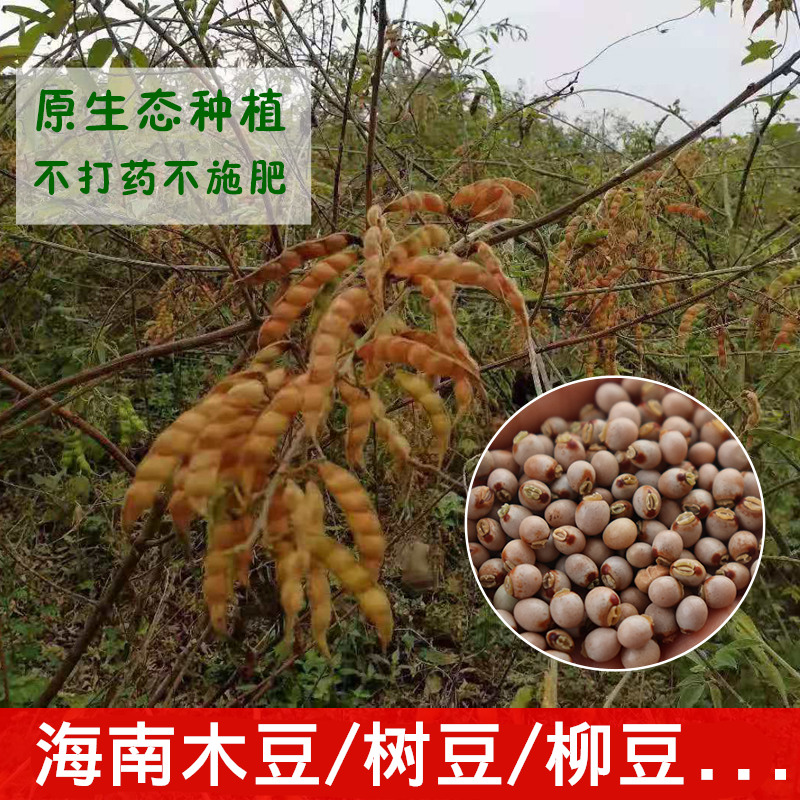 海南白沙木豆/树豆/柳豆新鲜豆子