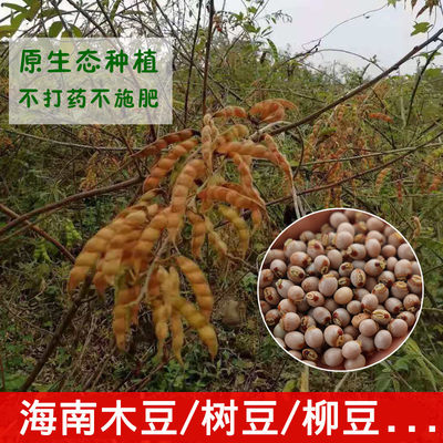 海南白沙木豆/树豆/柳豆新鲜豆子