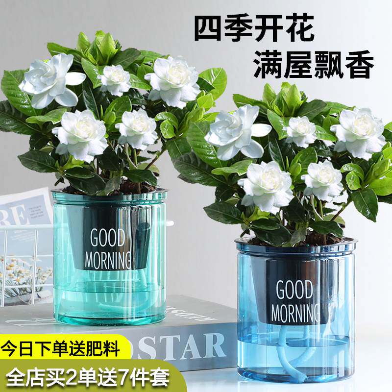 栀子花盆栽花卉植物室内带花苞阳台水培绿植浓香型大树苗四季好养
