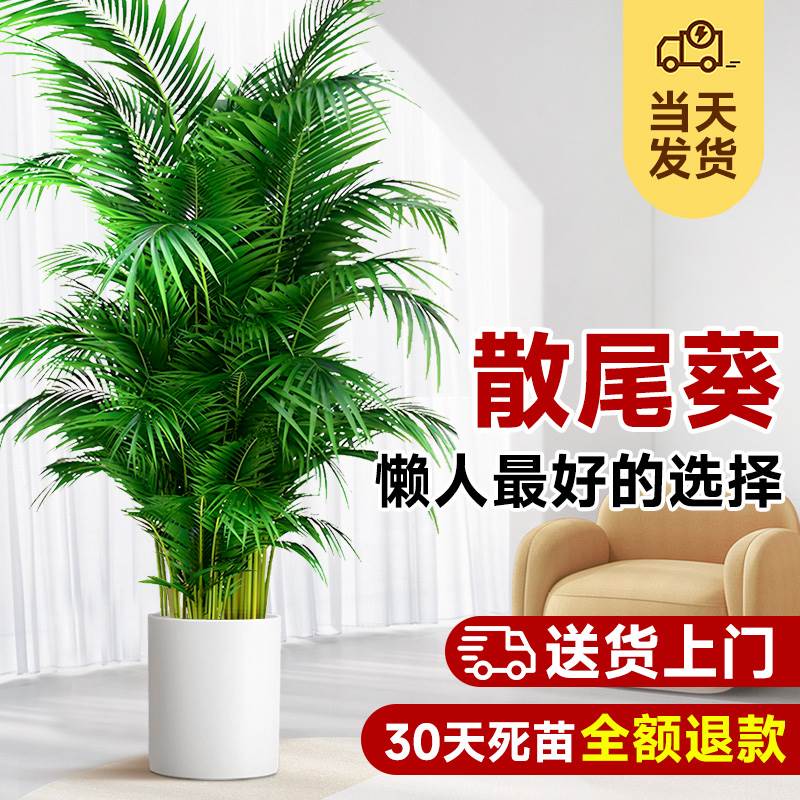 散尾葵植物盆栽客厅凤尾竹大型绿植室内客厅办公室落地盆景真花卉
