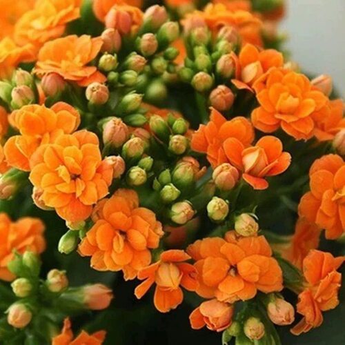 长寿花盆栽重瓣金狐狸大花带花苞花苗室内开花好养的花卉好活