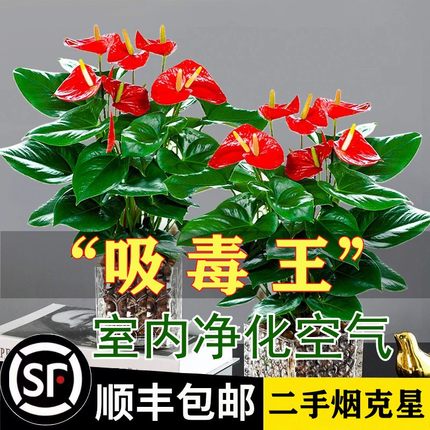 红掌盆栽鸿运当头绿萝箩花卉植物室内花水培多肉绿植发财树吸甲醛