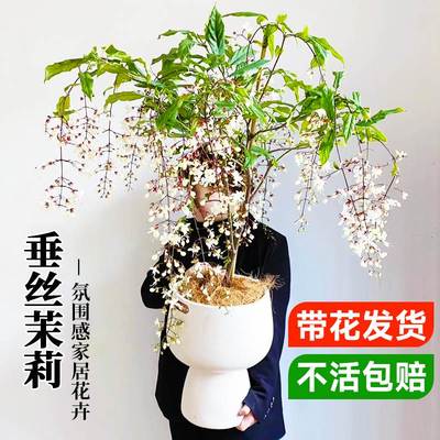 垂丝茉莉带花苞盆栽客厅花卉绿植物阳台垂吊耐寒耐冻四季开花好养