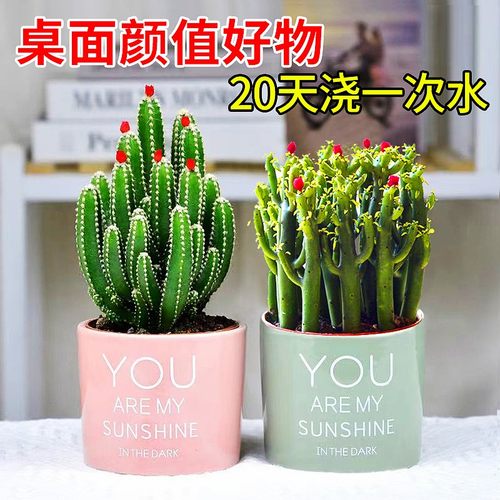 聚财山多肉植物仙人掌盆栽肉肉办公室桌面绿植新手好养小盆栽