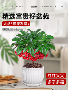 富贵籽盆栽黄金万两植物带果子红果客厅招财室内好养懒人花卉绿植