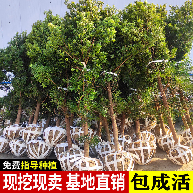 日本名贵罗汉松树苗大树盆景造型小叶雀舌室外阳台庭院盆栽树桩苗