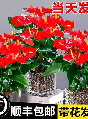 花水培白盆栽红掌发财树花卉鸿运室内绿萝箩植物吸当头掌绿植甲醛