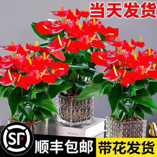 水培红掌盆栽花卉植物室内花水培白掌绿植盆栽新手好养带花发货