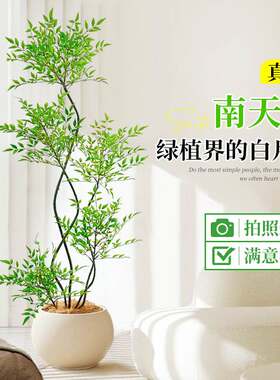 南天竹盆栽客厅真树绿植办公室内沙发边大型落地旺宅真花大号禄植