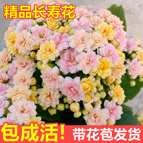 带花苗四季开花室内花苞盆栽大花花卉重瓣好养植物长寿花的金狐狸