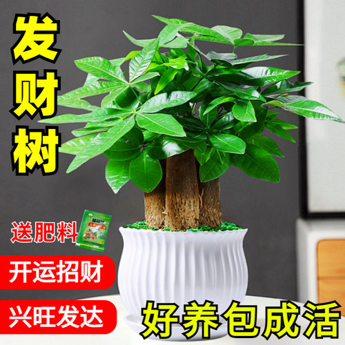 发财树室内小盆栽绿植花卉水培植物黄金葛文竹四季好养活办公室桌