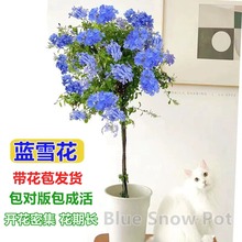 蓝雪花盆栽棒棒糖花苗小木槿老桩花卉室内阳台带花苞庭院花园植物