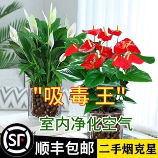 掌绿植鸿运甲醛当头花卉花水室内红掌吸植物绿萝箩发财树盆栽培白