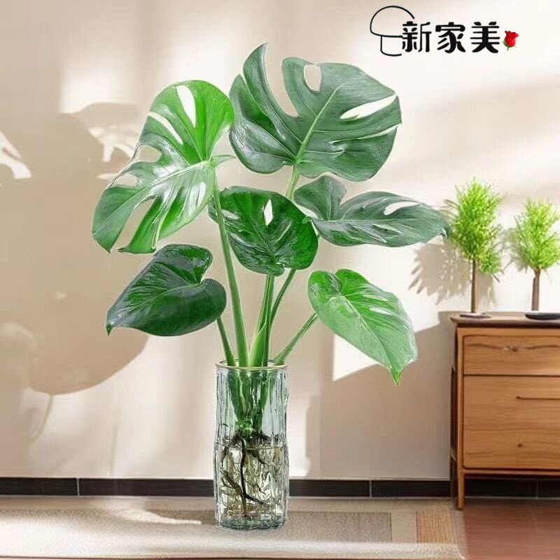 大型龟背竹盆栽老桩特大号室内水培观叶绿植吸甲醛四季常青好养图片