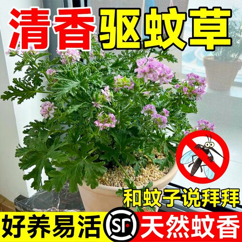 驱蚊草植物室内外阳台庭院薄荷盆栽防蚊虫神器四季种植好养绿植苗