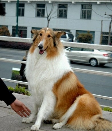 苏格兰牧羊犬苏牧幼犬活体纯种喜乐蒂大型犬长毛双血统赛级宠物狗