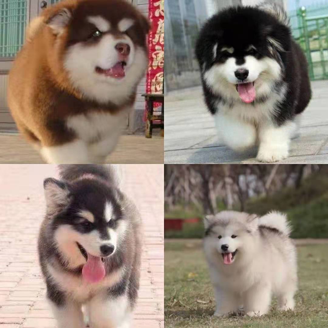 巨型桃脸阿拉斯加幼犬西伯利亚雪橇犬十字架可送货上门货到付款