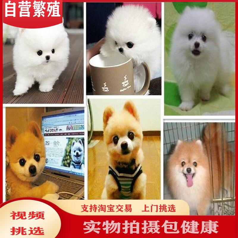 小体博美犬成长变化图图片