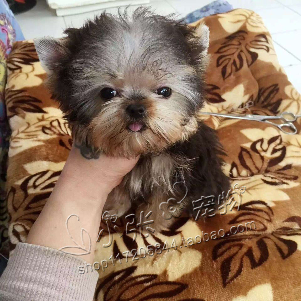 出售纯种约克夏犬 金头银背约克夏幼犬 蓝背长不大宠物狗