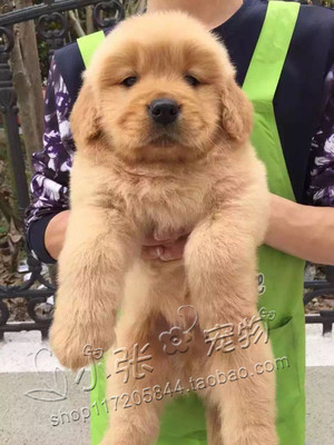 出售中型导盲犬疫苗纯种金毛