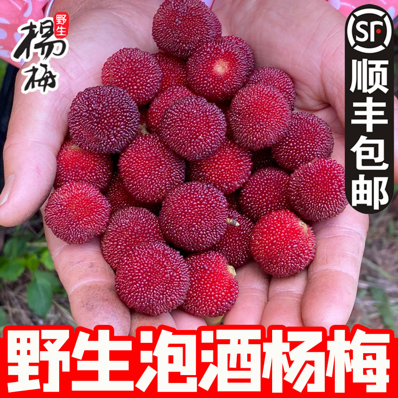 2026正宗浙江绍兴新鲜红杨梅鲜果高山野生酸甜小杨梅孕妇水果泡酒