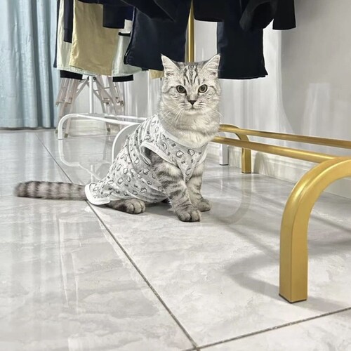 猫咪宠物衣服猫咪衣服春夏秋夏季可爱吊带背心式防脱毛新款