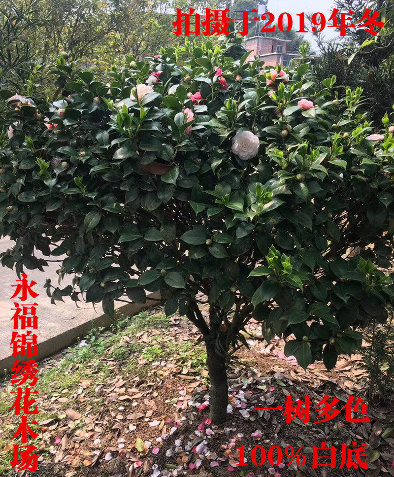 龙岩十八学士茶花庭院客厅树苗