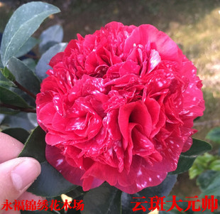 云斑大元帅茶花盆栽绿植福建龙岩阳台客厅庭院当年开名贵花卉热卖
