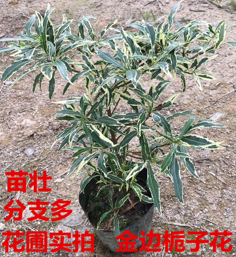 金边小叶栀子花盆栽雀舌花叶栀子花栽室内带香味花卉盆栽促销包邮