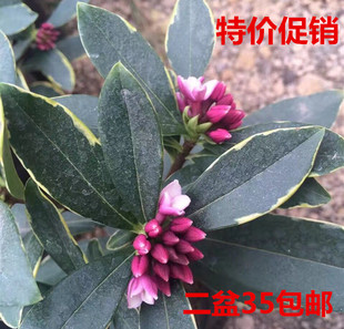 包邮金边瑞香盆栽耐寒盆景绿植花卉瑞香花苗带花苞花期长净化空气