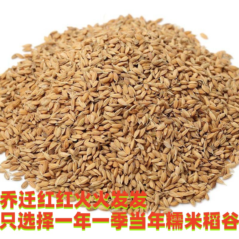 糯米谷乔迁搬家入伙稻子带壳爆米花婚庆新居进宅香禾糯稻五谷杂粮