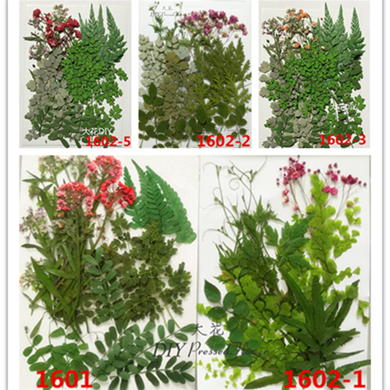 葉片綠葉壓花押花干花搭配款葉子 DIY材料包多款混合裝1601-1602