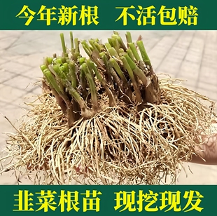 韭菜根苗现挖宽叶韭菜根紫根香韭菜细叶四季阳台盆栽种绿色蔬菜苗