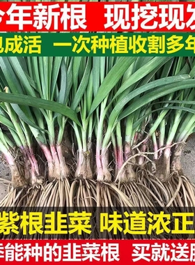 韭菜根苗现挖宽叶香韭菜根紫根韭菜细叶四季阳台盆栽种绿色蔬菜苗