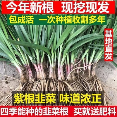韭菜根苗现挖小叶香韭菜根紫根韭菜细叶四季阳台盆栽种绿色蔬菜苗