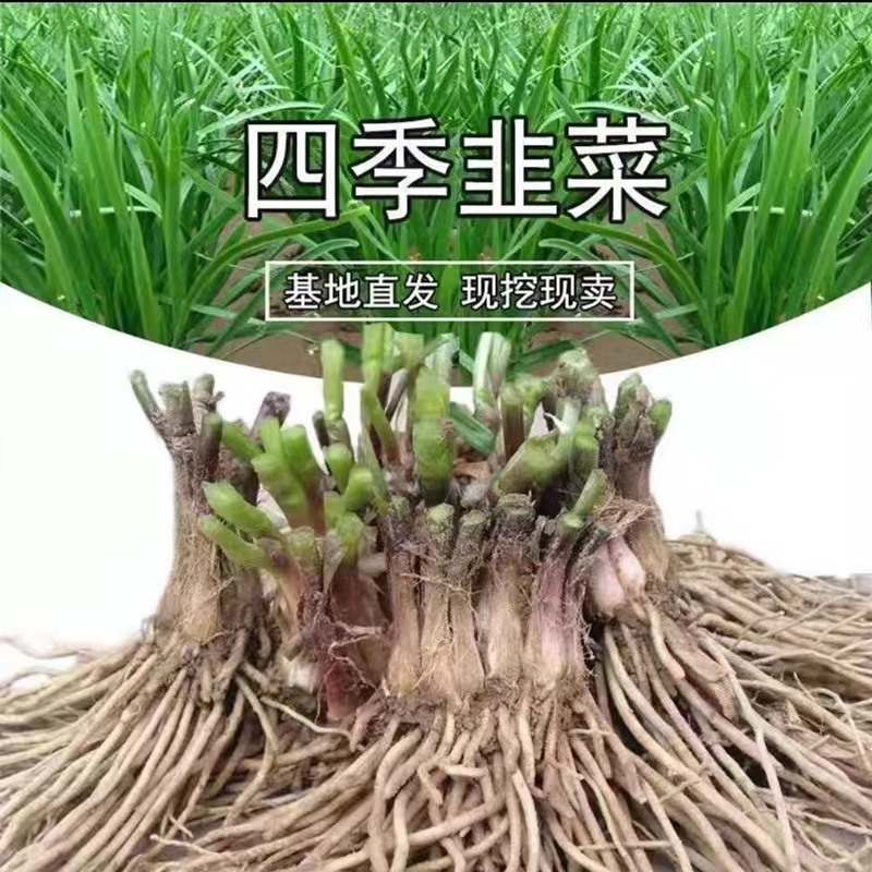 韭菜根苗现挖宽叶香韭菜根紫根韭菜细叶四季阳台盆栽种绿色蔬菜苗
