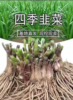 韭菜根苗现挖宽叶香韭菜根紫根韭菜细叶四季阳台盆栽种绿色蔬菜苗