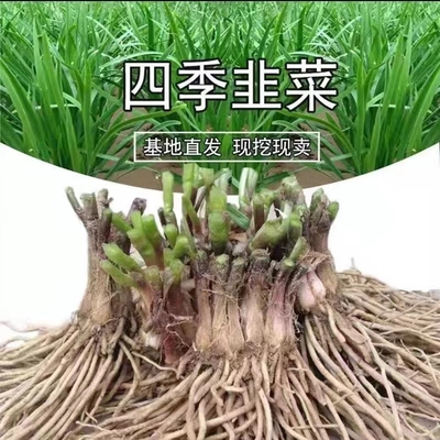 韭菜根苗现挖小叶香韭菜根紫根韭菜细叶四季阳台盆栽种绿色蔬菜苗