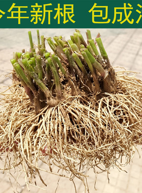 韭菜根苗现挖宽叶香韭菜根紫根韭菜细叶四季阳台盆栽种绿色蔬菜苗