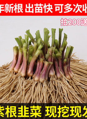 韭菜根苗现挖宽叶香韭菜根紫根韭菜细叶四季阳台盆栽种绿色蔬菜苗