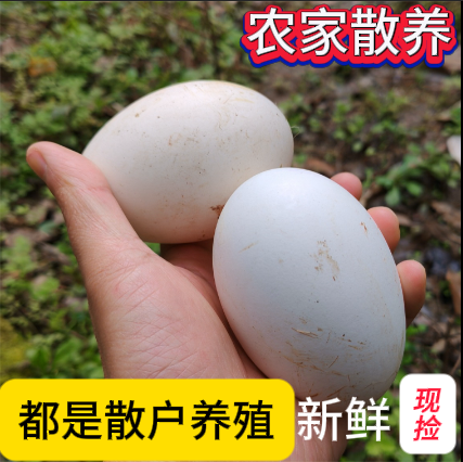 新鲜土鹅蛋农家正宗散养 每家每户现捡的农家自然放养中号12枚