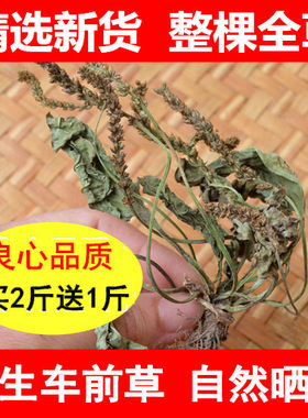 干货野生新鲜500g车前草