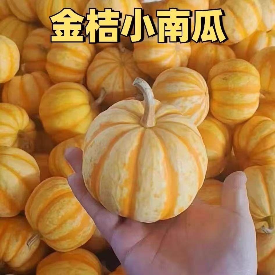 迷你桔瓜太阳果小南瓜金黄色金丝南瓜