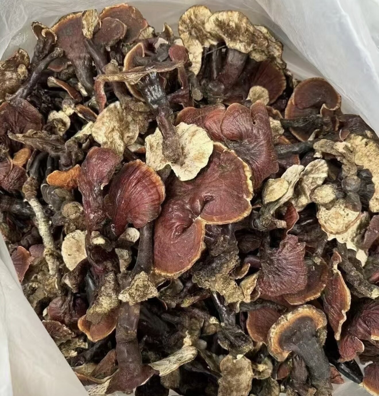 灵芝酸枣仁 舒眠膏 500g 草本