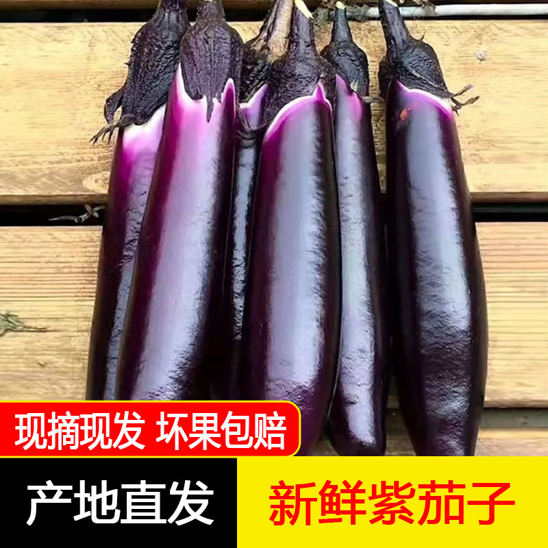 东北特产紫库茄子长线茄子新鲜现摘现发农产品3/5斤包邮
