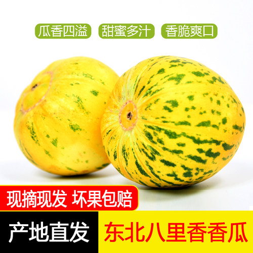 东北八里香甜瓜脆甜多汁
