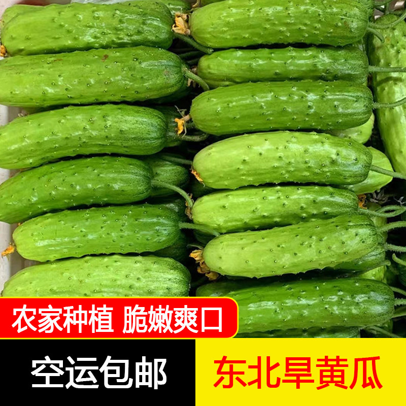 东北旱黄瓜鲜嫩脆爽新鲜现摘蘸酱菜美味2/3斤包邮【空运包邮】