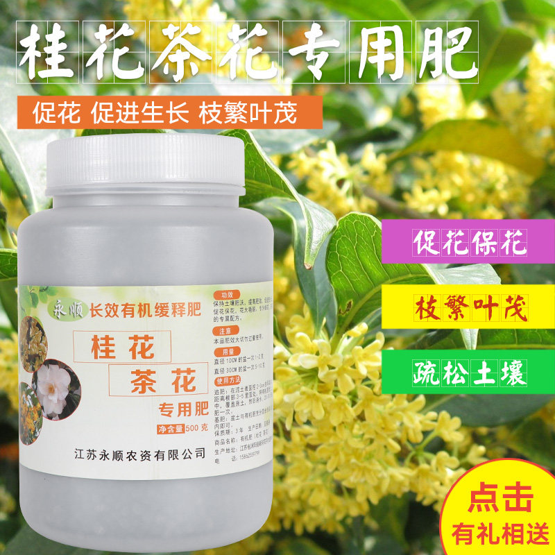 桂苗肥料花型美观树 四季桂银桂浓香四溢金桂苗盆栽桂花苗大树